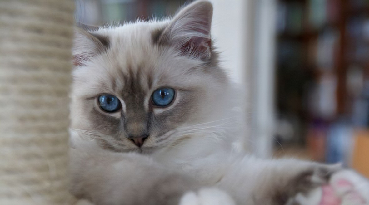 伯曼猫——被称为护殿神猫你了解吗（附：伯曼猫图）