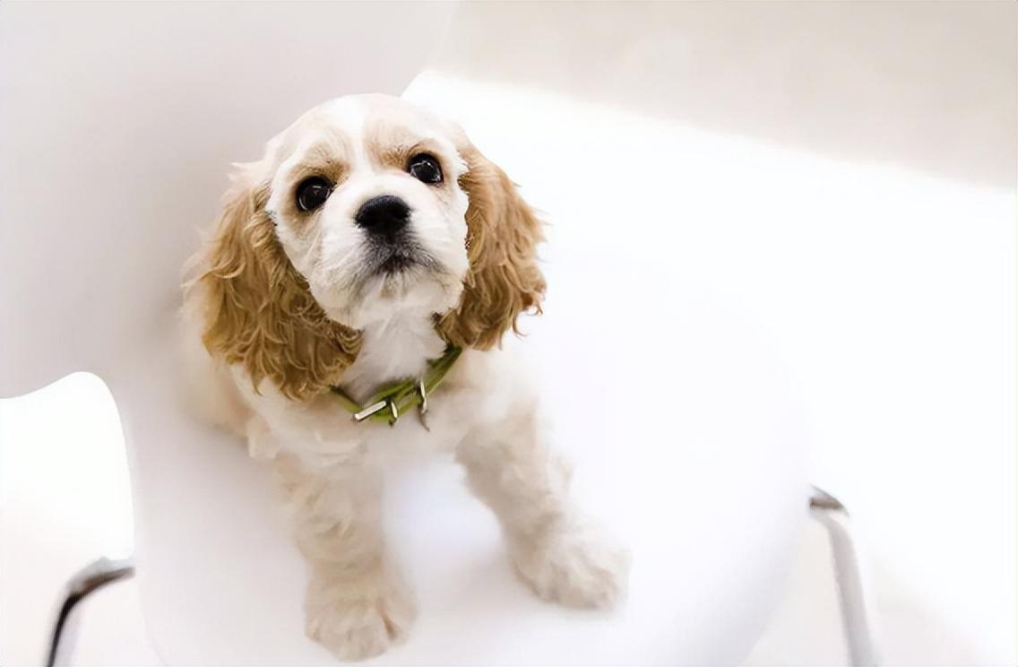 可卡犬什么价钱