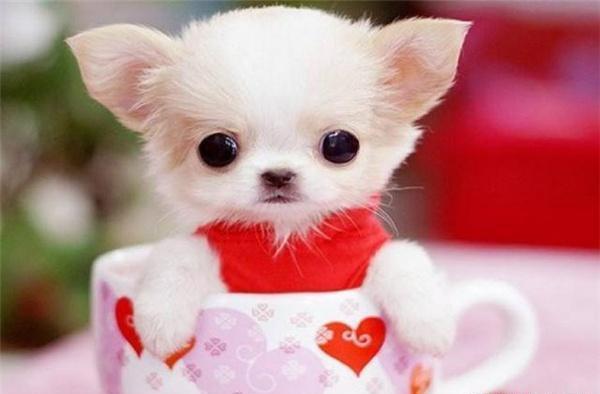 茶杯犬好不好养