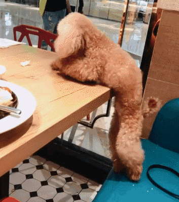 腊肠犬价格一览表（长毛腊肠犬多少钱）