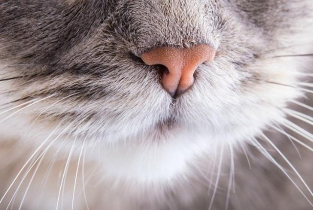 猫鼻子发干是生病了吗