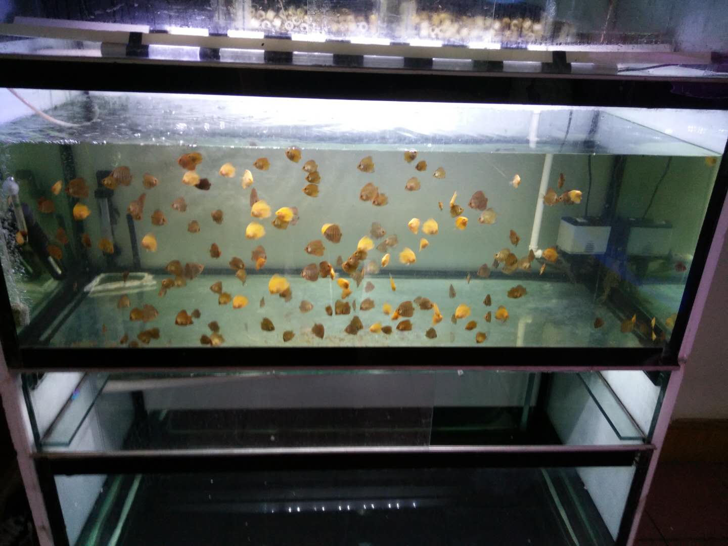 七彩为什么不建议养苗子（七彩鱼的养殖方法和注意事项）