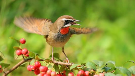 饲养靛鸟该注意哪些（详解：蓝靛鸟的大叫十三口）