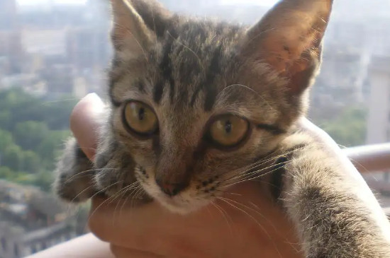 1-10名受欢迎的宠物猫（田园猫也是最受欢迎的宠物猫之一哦）