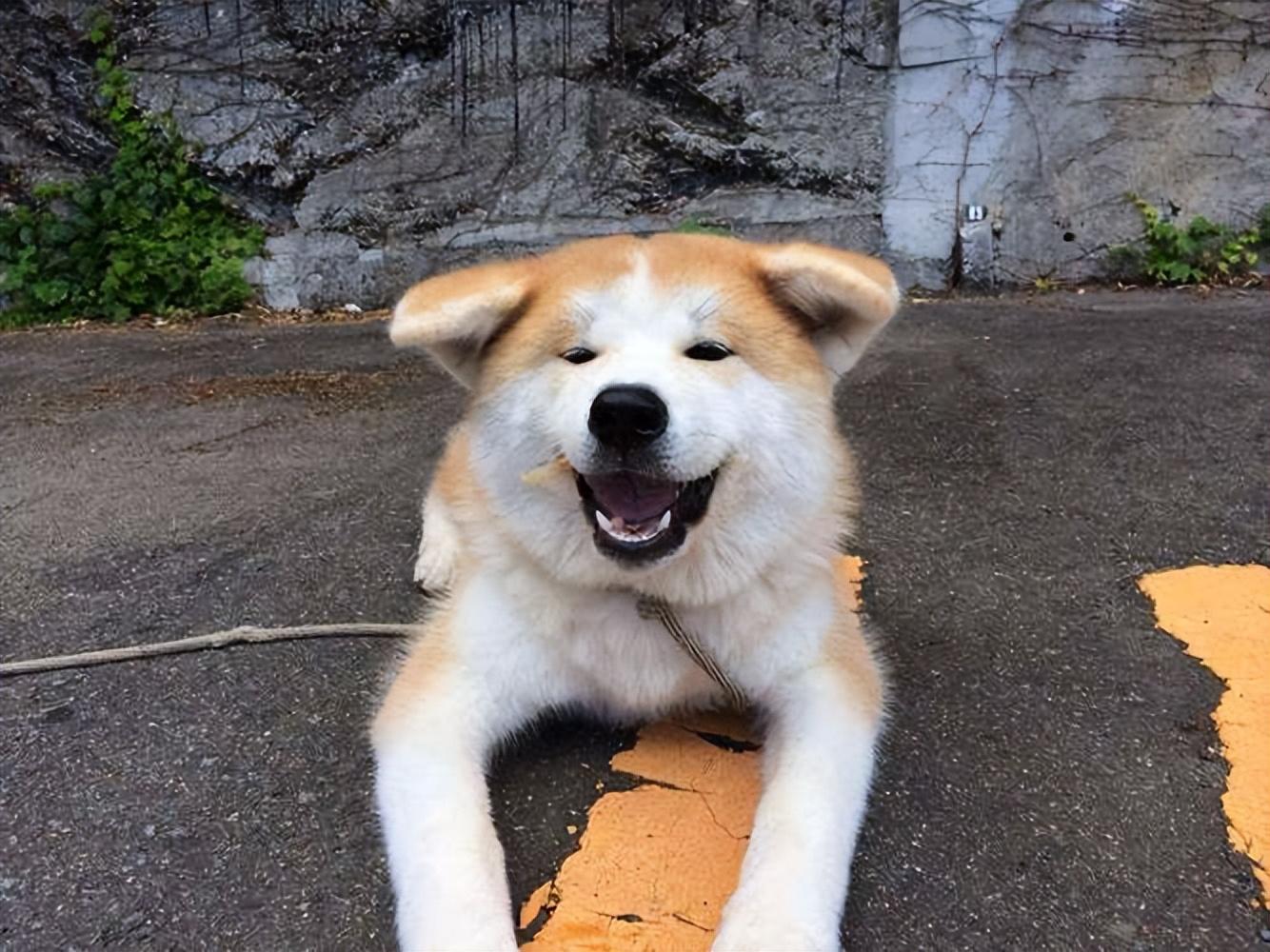 详解不建议养秋田的理由（秋田狗好养吗）