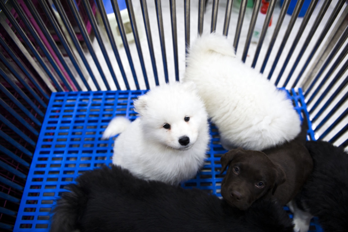 狗狗打嗝是怎么回事（注意：成年狗经常打嗝可能是身体出毛病了）