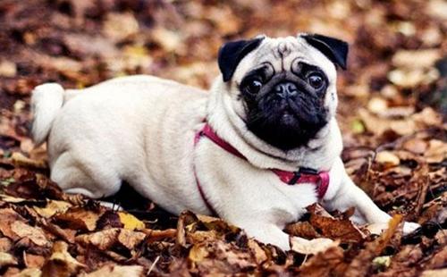 细犬价格多少钱一只（中华细狗的价格）