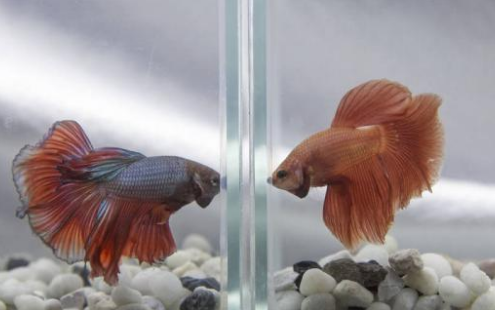 泰国斗鱼能和其他鱼混养吗？一定要注意哦！