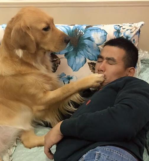 了解最常见的狗狗品种（详解：宠物狗都有哪几种品种）