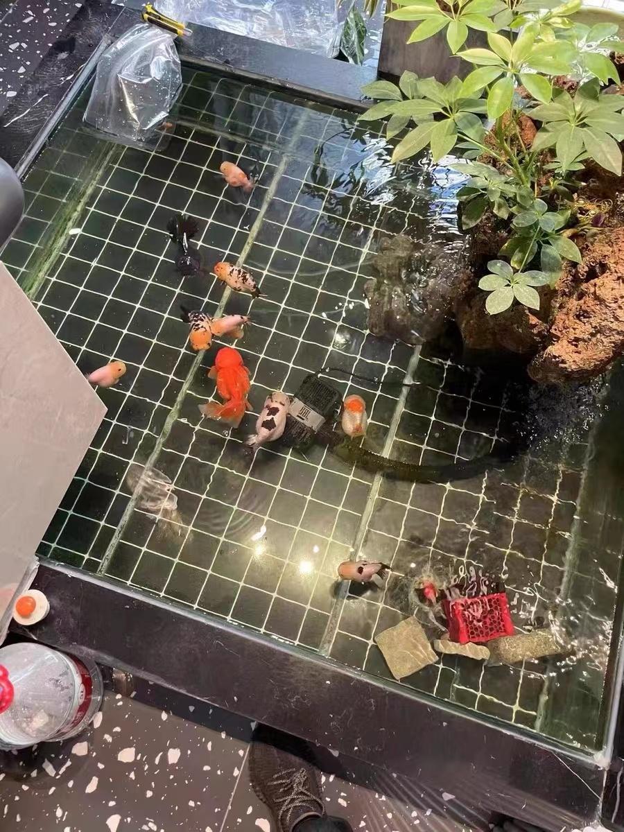 兰寿金鱼难养吗（分享兰寿金鱼饲养方法）