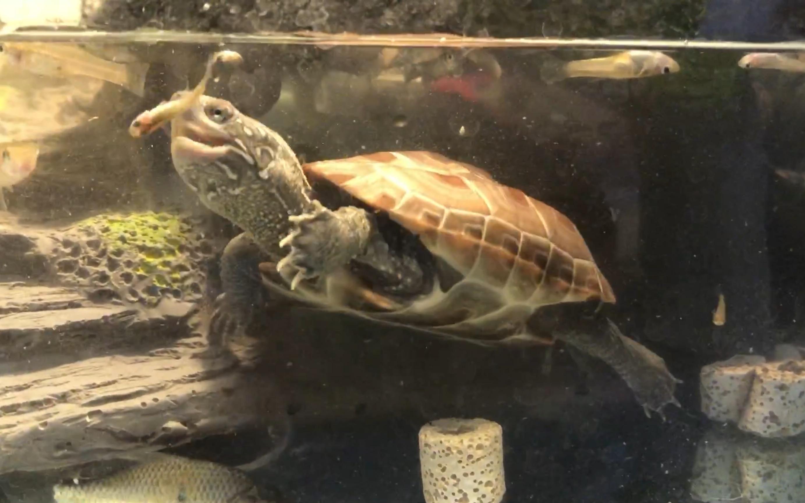 小龟不吃东西怎么办（不吃东西龟友们没有做到这几点）