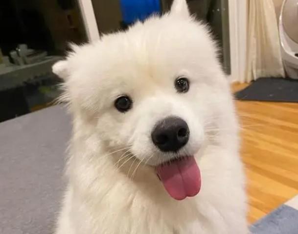 狗名字大全超拽霸气招财（叫得比较顺口狗的名字）