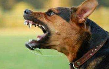 傻狗（正常狗狗与哈士奇的5个对比有多傻）