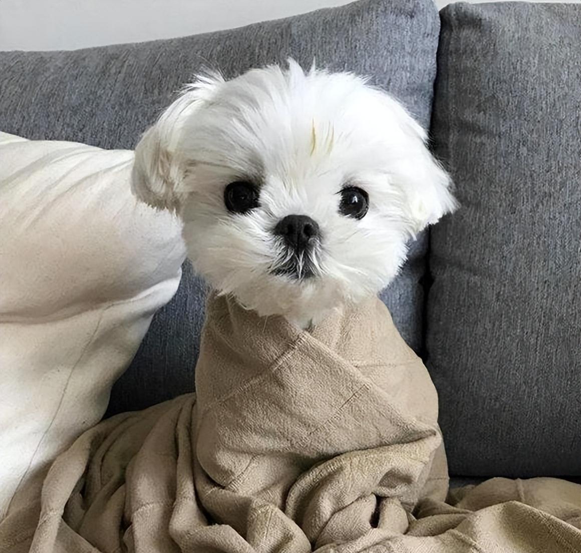 什么狗最护主但不禁养（中国允许养的护卫犬详细介绍）