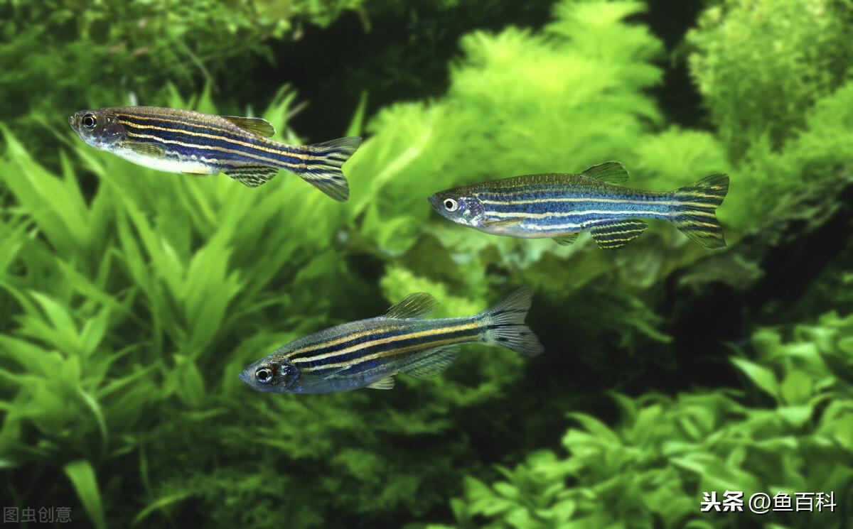 养斑马鱼水温多少度合适（了解斑马鱼饲养步骤大全）