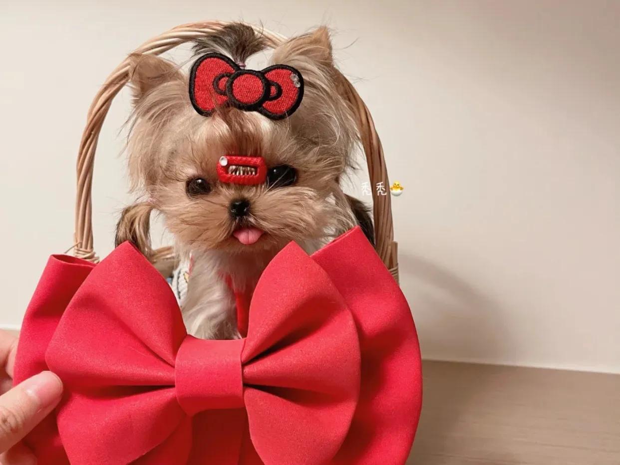 纯种约克夏怎么看呢（附：约克夏挑选技巧）