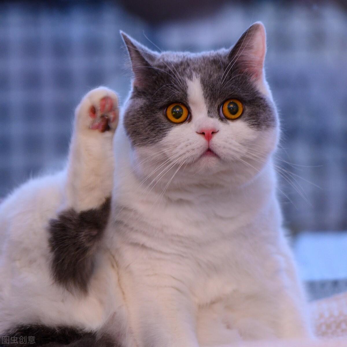 猫咪图片（附：可爱的小猫咪纯图）