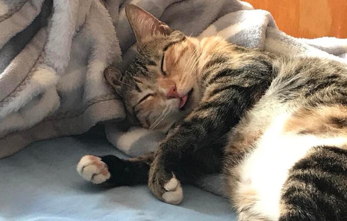 养猫多年都不一定知道的冷知识