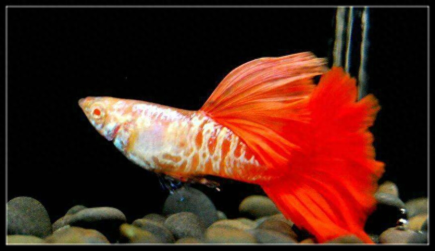 玛丽鱼为什么不建议养（注意：玛丽鱼是这三种鱼里适应性最差的）