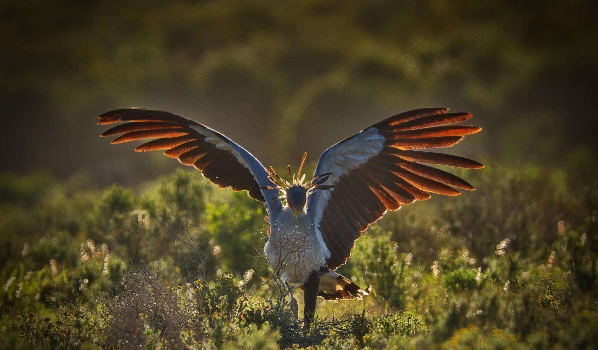 史上10种最恐怖的鸟（详解：世界上最危险可怕的鸟类）