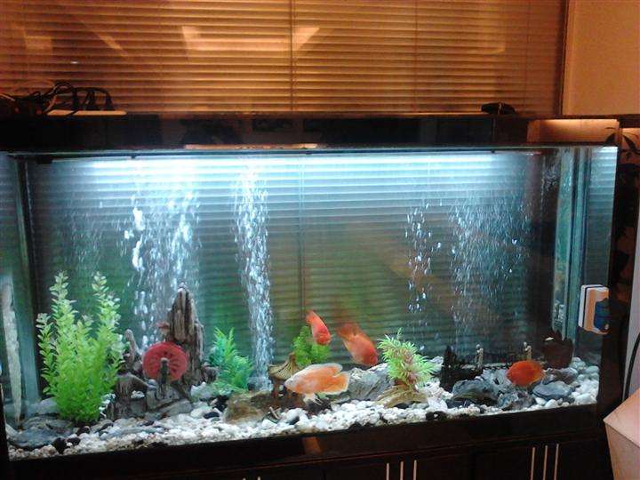 家里养什么鱼好旺财（详解：家里养几条鱼风水最好）