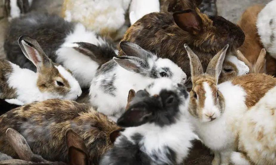 宠物母兔子怀孕多久后能再次生产（兔子怀孕后期要多久生产？要注意什么？）
