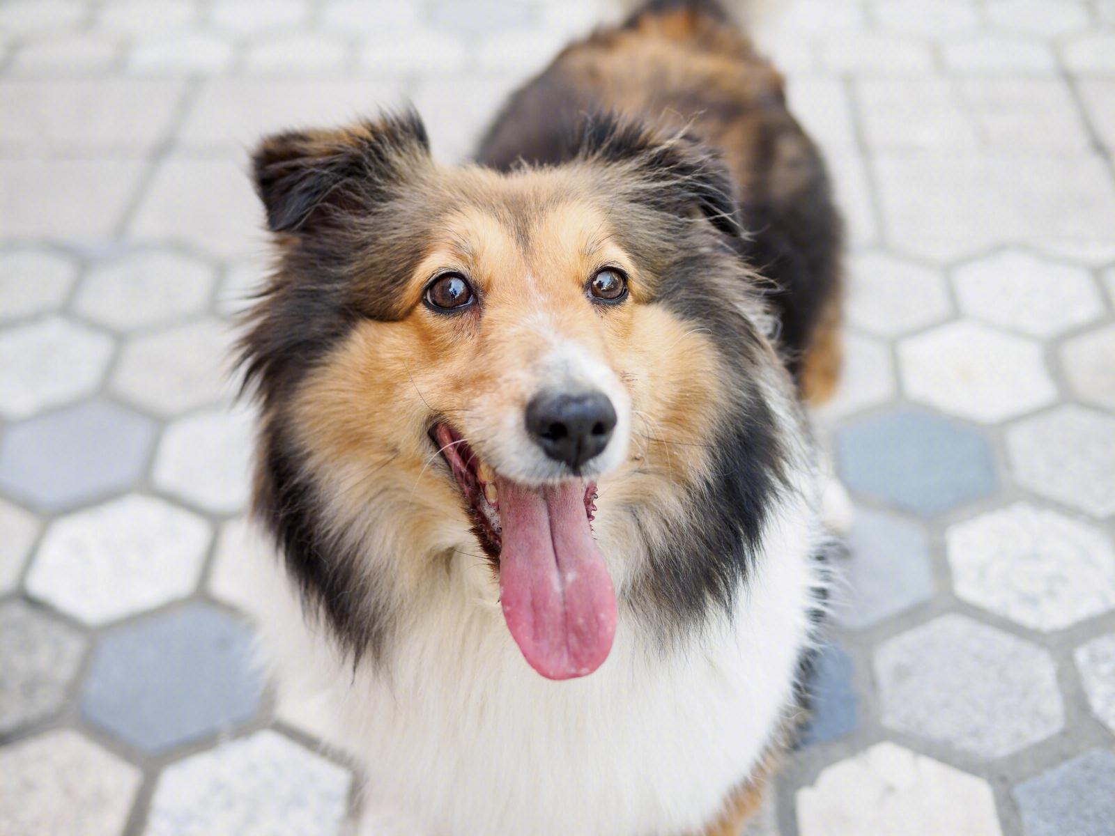 中型犬适合家养的狗及图片（家庭养什么狗狗品种好养又干净）