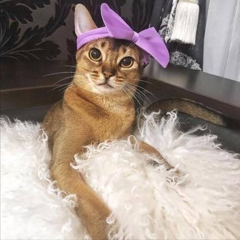 纯白色暹罗猫多少钱一只（详解：暹罗猫的价格一般多少钱）