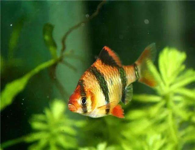 草缸十大首选鱼，总有一类适合你