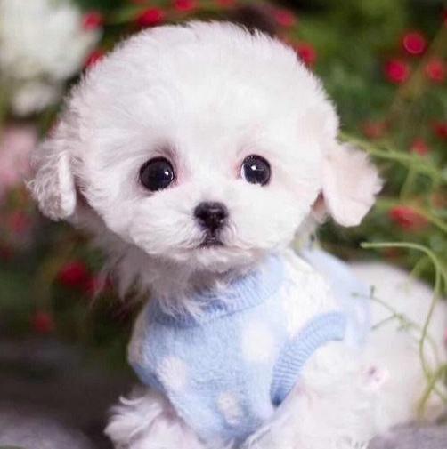 茶杯犬好不好养（详解：不养茶杯犬的6大原因）