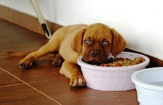 婴儿猫咪几天不吃饭会饿死（猫咪不喂食可以撑几天）