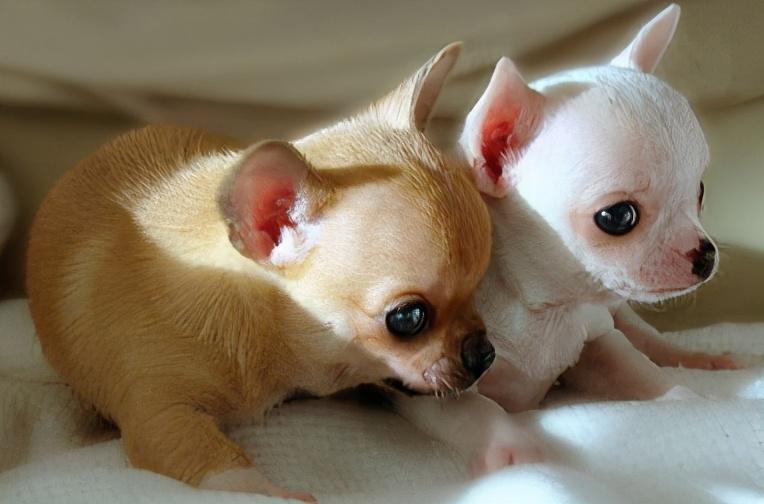 好养的小型宠物犬（适合家养的小型狗有哪些）