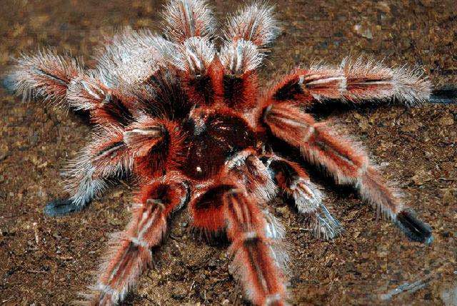 从未见过的世界十大最漂亮的蜘蛛，谁才是最受欢迎的宠物蜘蛛