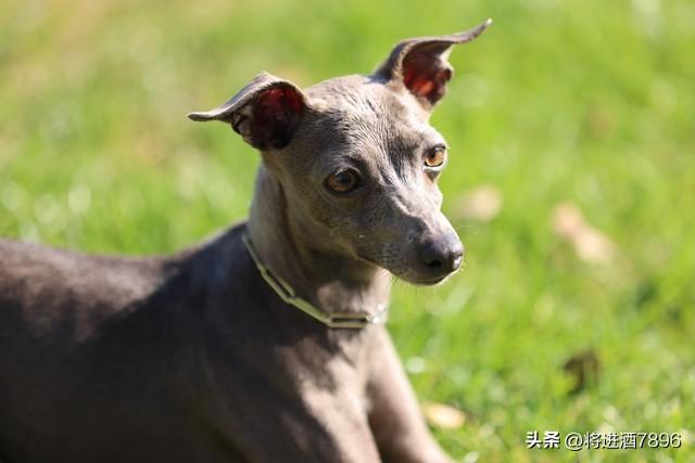 烈性犬是怎么分类的（烈性犬品种大全）