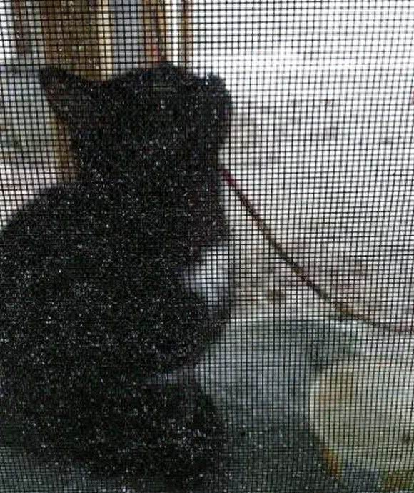 流浪猫上门产子是福是祸（附：养宠物是来陪伴自己的）