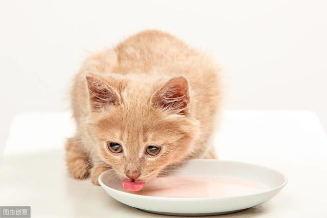 猫咪可以吃馒头么(宠物猫能吃馒头吗)