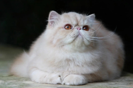 1-10名受欢迎的宠物猫（田园猫也是最受欢迎的宠物猫之一哦）