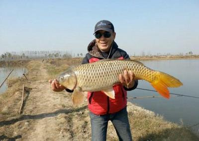 十大名贵锦鲤图片