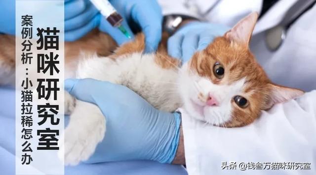 小猫拉稀自愈能力有多差