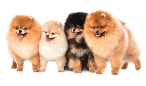 买卖宠物狗的交易平台