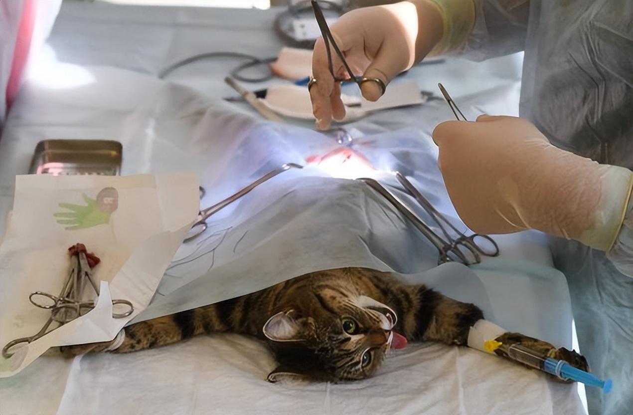 公猫绝育后性格有变化吗（公猫绝育后注意事项及最佳绝育时间）