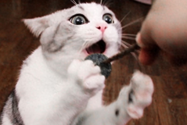 吸猫（吸猫有快感吗又是怎么吸的 呢）