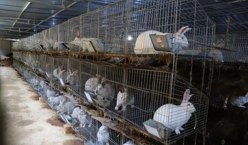 兔子繁殖周期有多久（详解：兔子配种的方法）