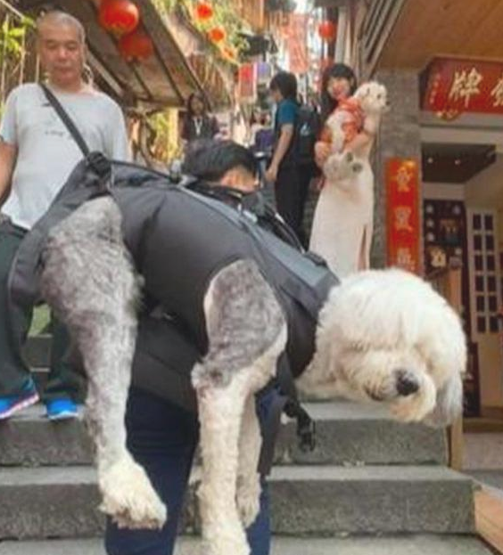 九岁老狗身体一落千丈，主人带它最后一次去旅游，诸多网民被打动