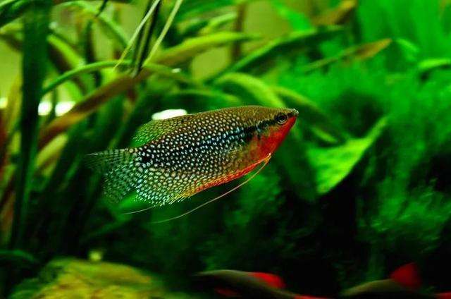 草缸十大首选鱼，总有一类适合你