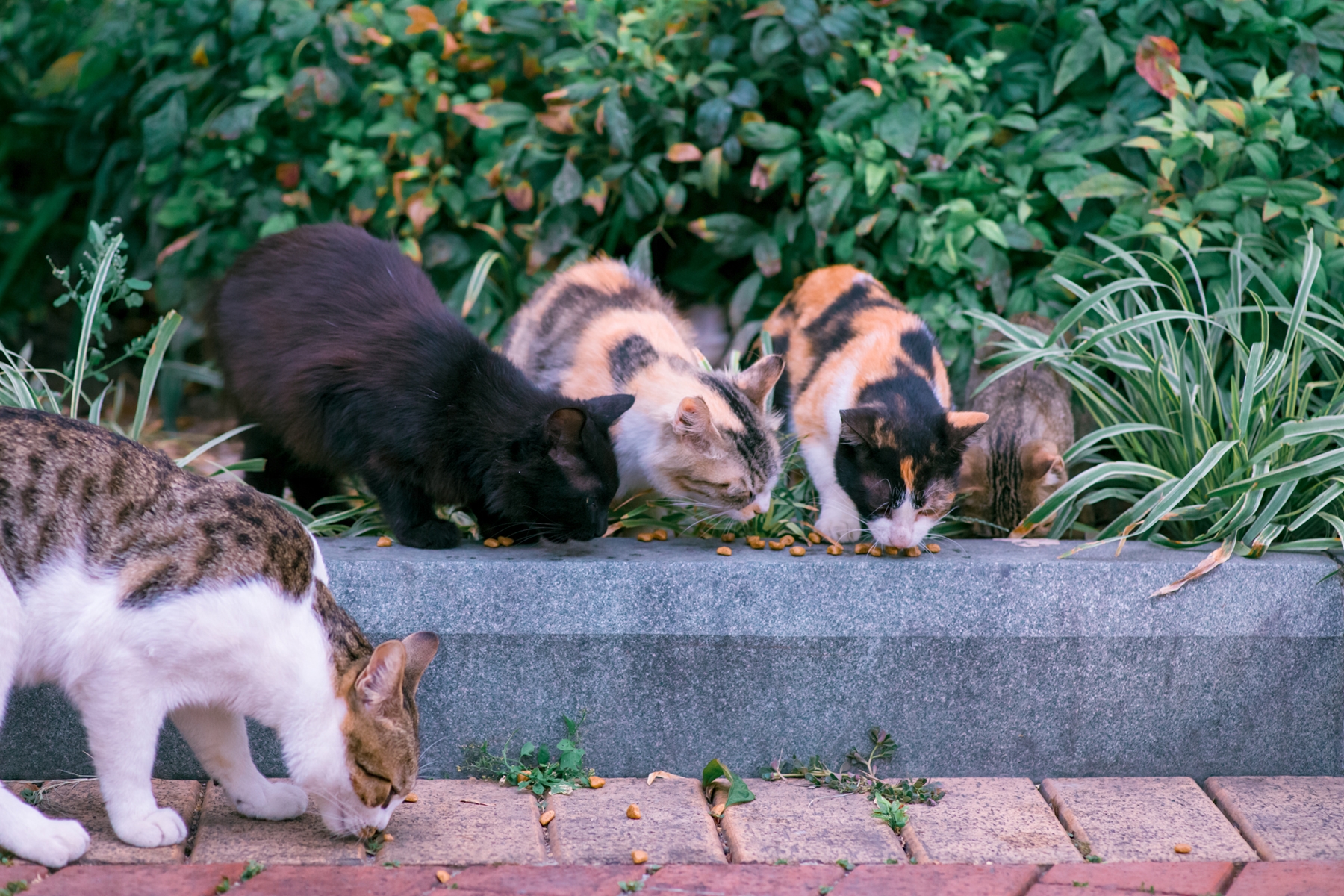 蓝绿异瞳三花猫，5年来第一次拍到，美呆了！