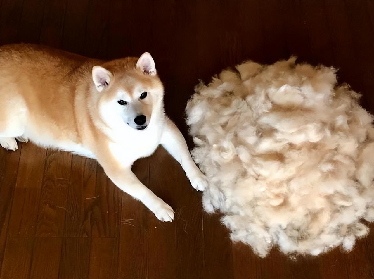 一只白色柴犬多少钱（附：最新柴犬价格表）