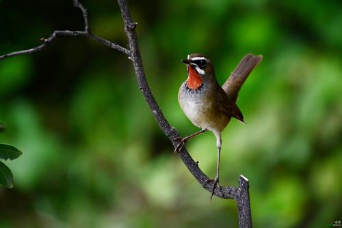 饲养靛鸟该注意哪些（详解：蓝靛鸟的大叫十三口）