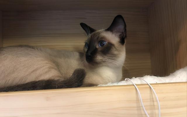 猫一个人在家会抑郁吗(猫一个人在家会无聊吗)