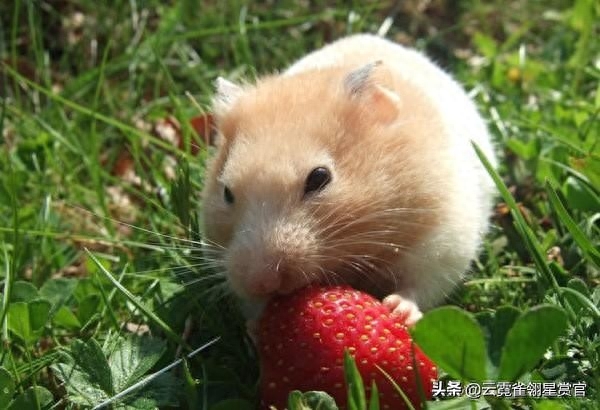 银狐仓鼠与其他两种仓鼠有何不同（附：千万别养银狐仓鼠）